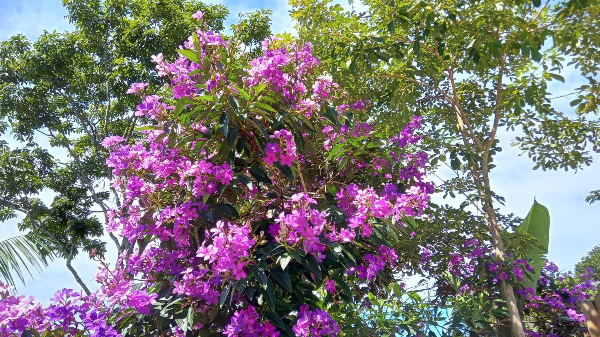 Pousada Hang Jurerê Tradicional Florianópolis Exterior foto